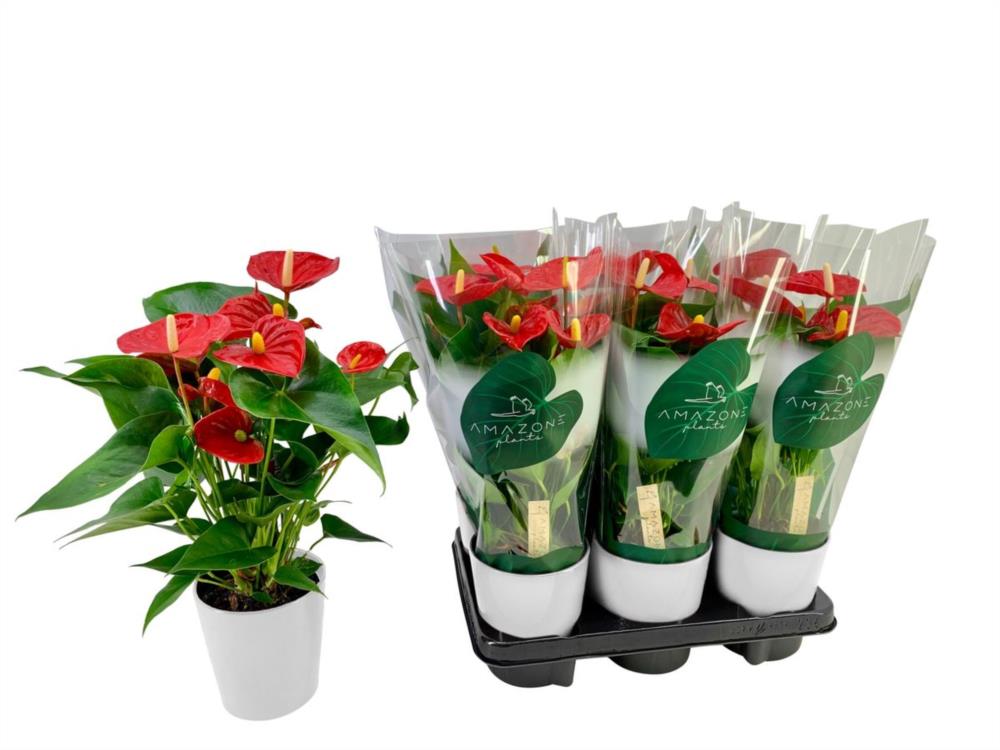 ANTHURIUM ARISTO 5 FLO CERAMICA BLANCO ROJO Ø12-40