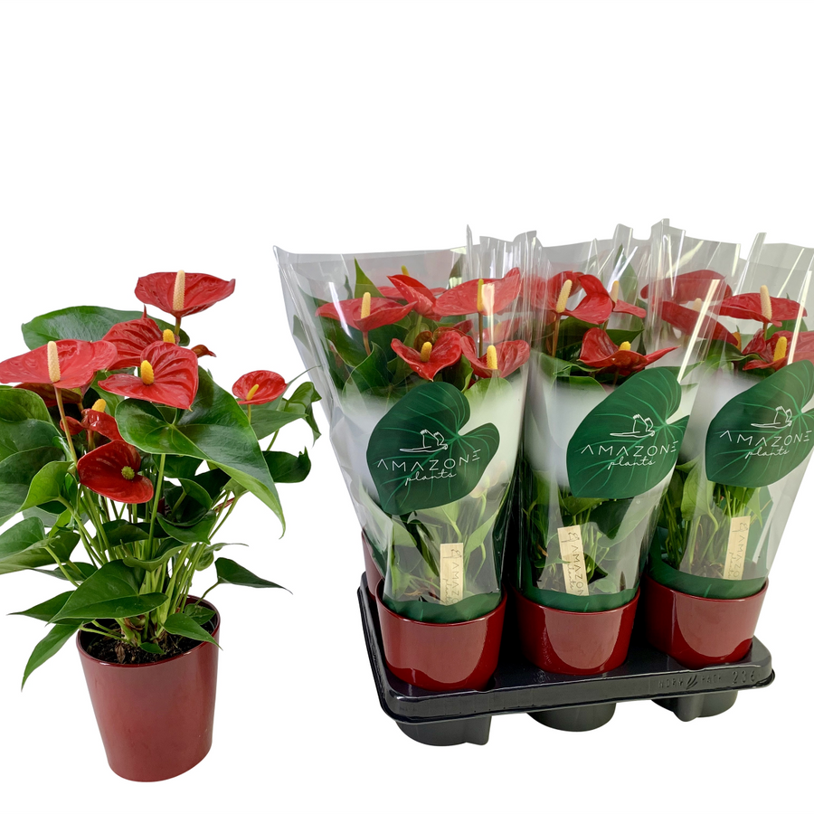 ANTHURIUM ARISTO 5FLO CERAMICA ROJO 12 - 35